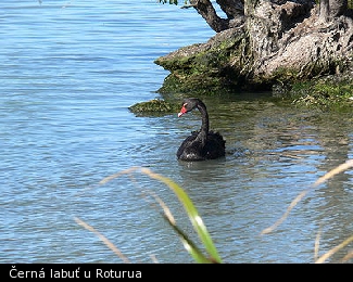 Černá labuť u Roturua